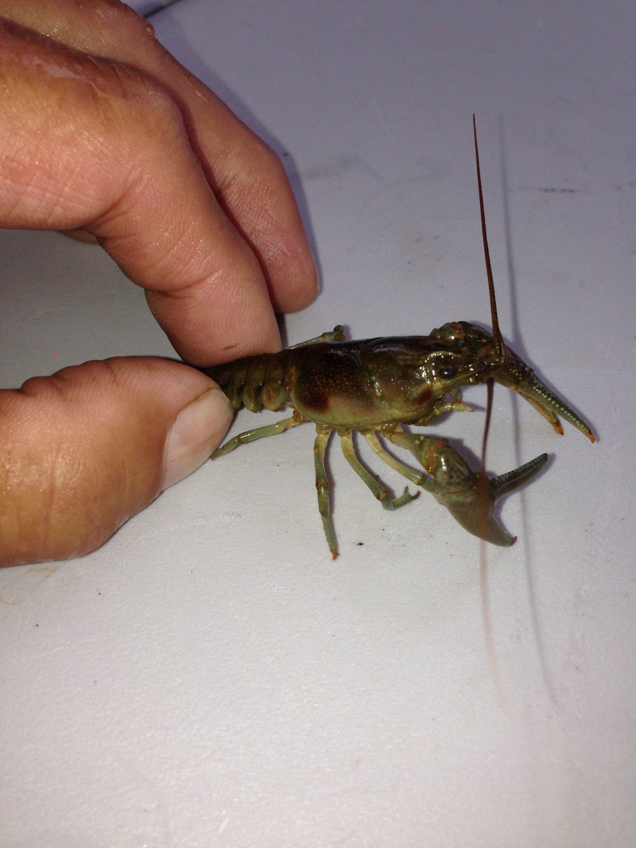 Rusty crayfish